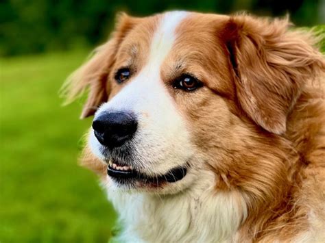 Great Pyrenees are affectionate and confident dogs that were developed to guard flocks. . Great pyrenees bernese mountain dog mix breeders